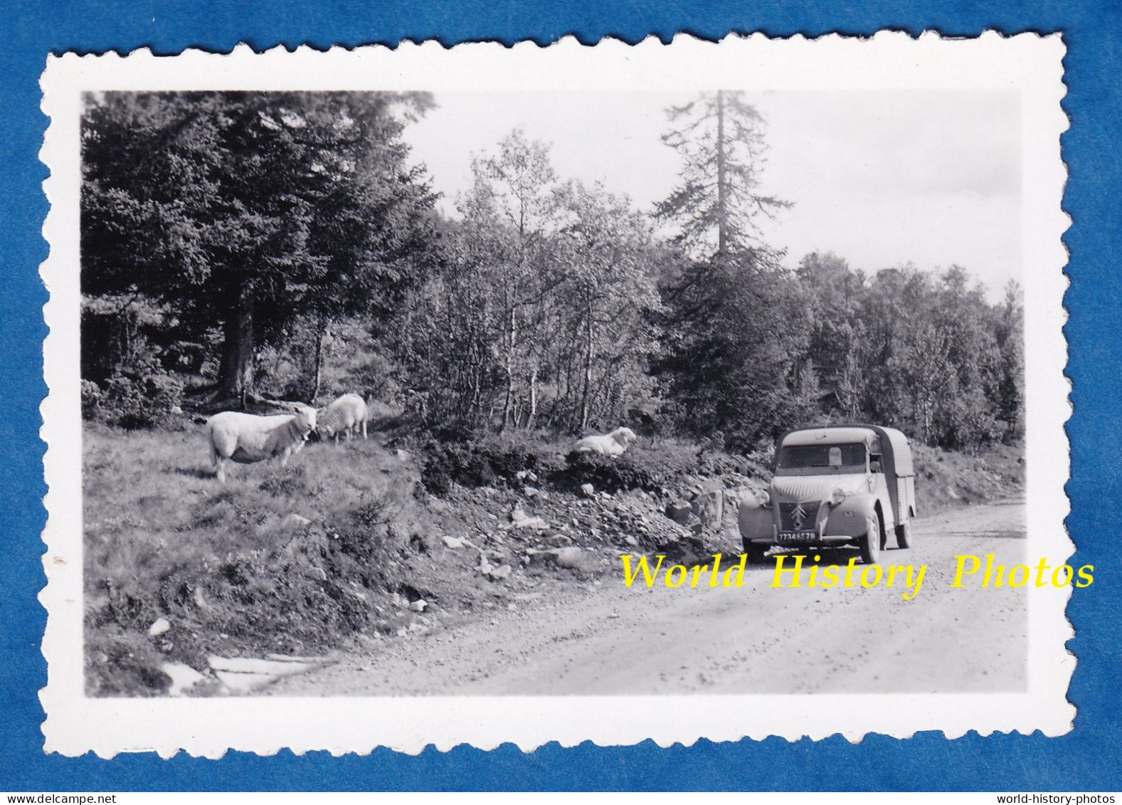 Photo Ancienne Snapshot - Route à Situer - Automobile CITROEN 2CV Arrété à Coté De Moutons - Mouton Forêt Auto - Automobili