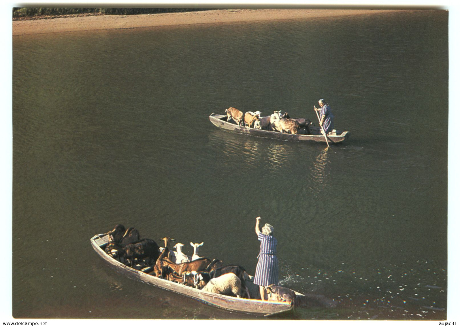 Dép 46 - Animaux - Chèvres - Chèvre - Goats - Goat - Les Traversées Du Lot En Barques - Moderne Grand Format - Other & Unclassified