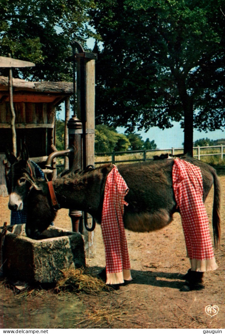 CPM - ÂNE - ÎLE De RÉ - Les ânes En Culotte ... Edition Artaud - Donkeys
