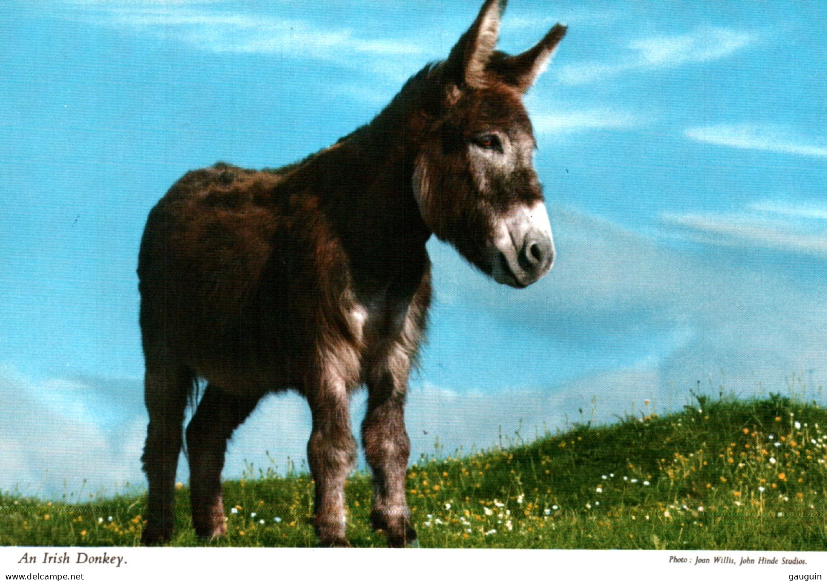 CPM - ÂNE - En IRLANDE... Edition John Hinde - Donkeys