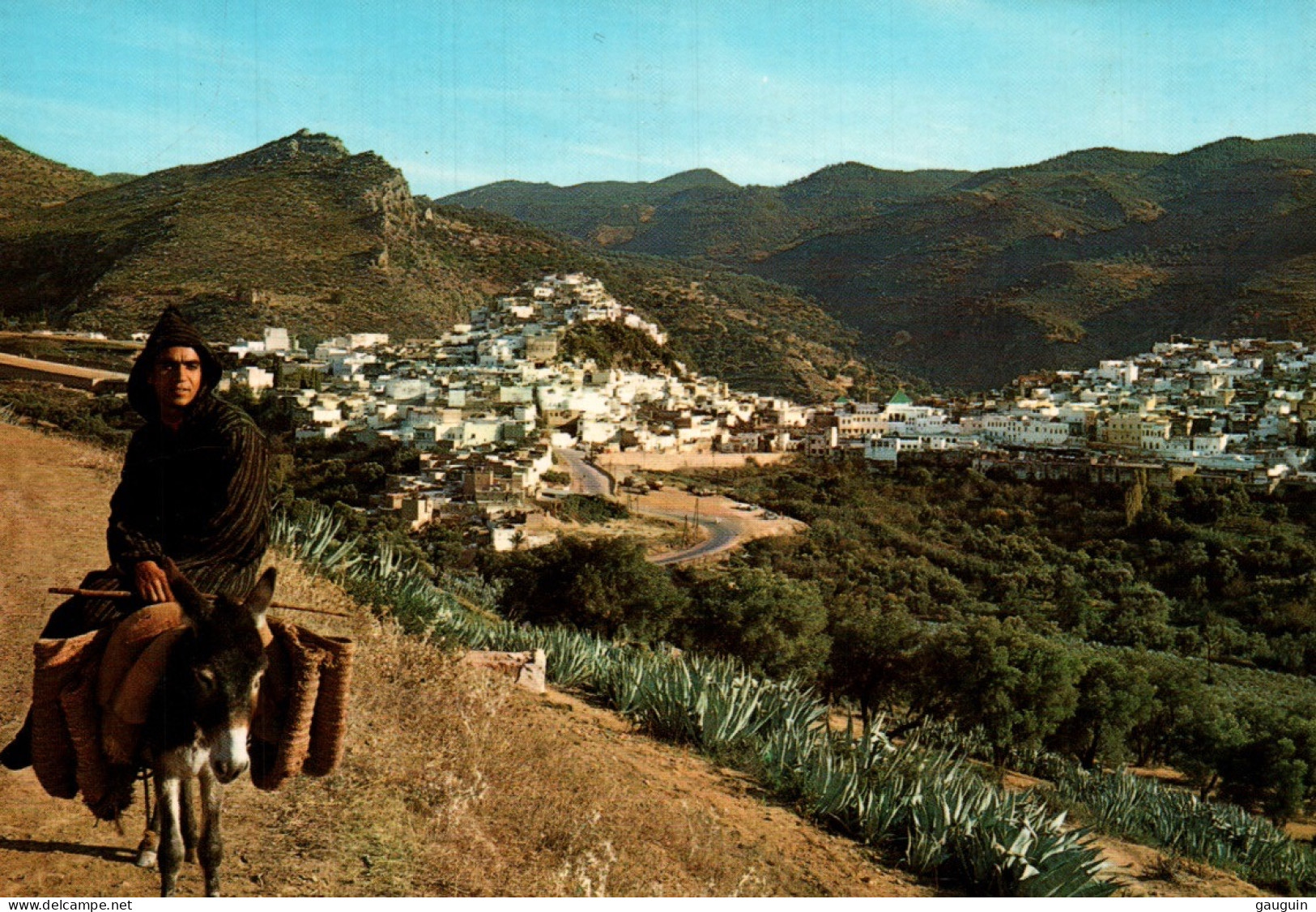 CPM - ÂNE Monté - MOULAY-IDRISS ... Edition Itacolor - Donkeys