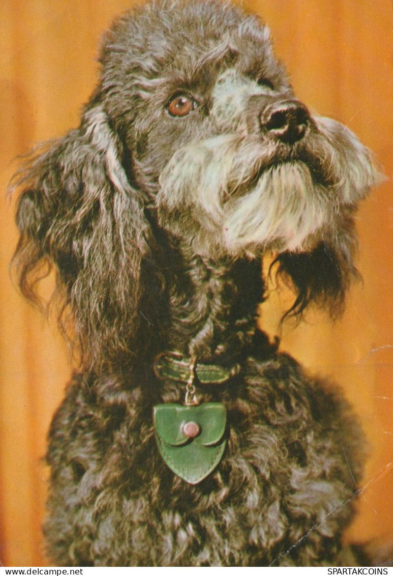 PERRO Animales Vintage Tarjeta Postal CPSM #PAN888.A - Dogs