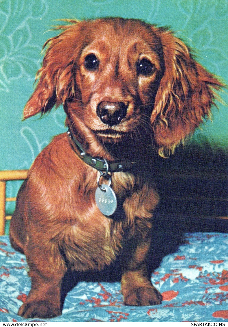 HUND Tier Vintage Ansichtskarte Postkarte CPSM #PAN801.A - Hunde