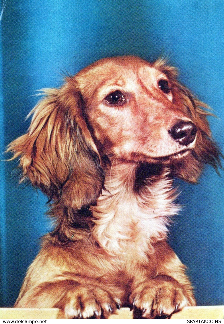 CANE Animale Vintage Cartolina CPSM #PAN624.A - Hunde
