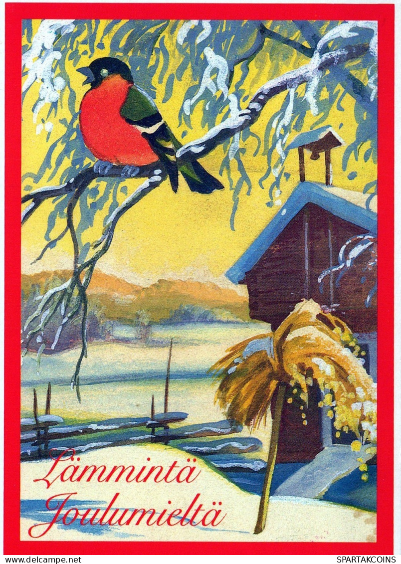 BIRD Animals Vintage Postcard CPSM #PAN082.A - Oiseaux