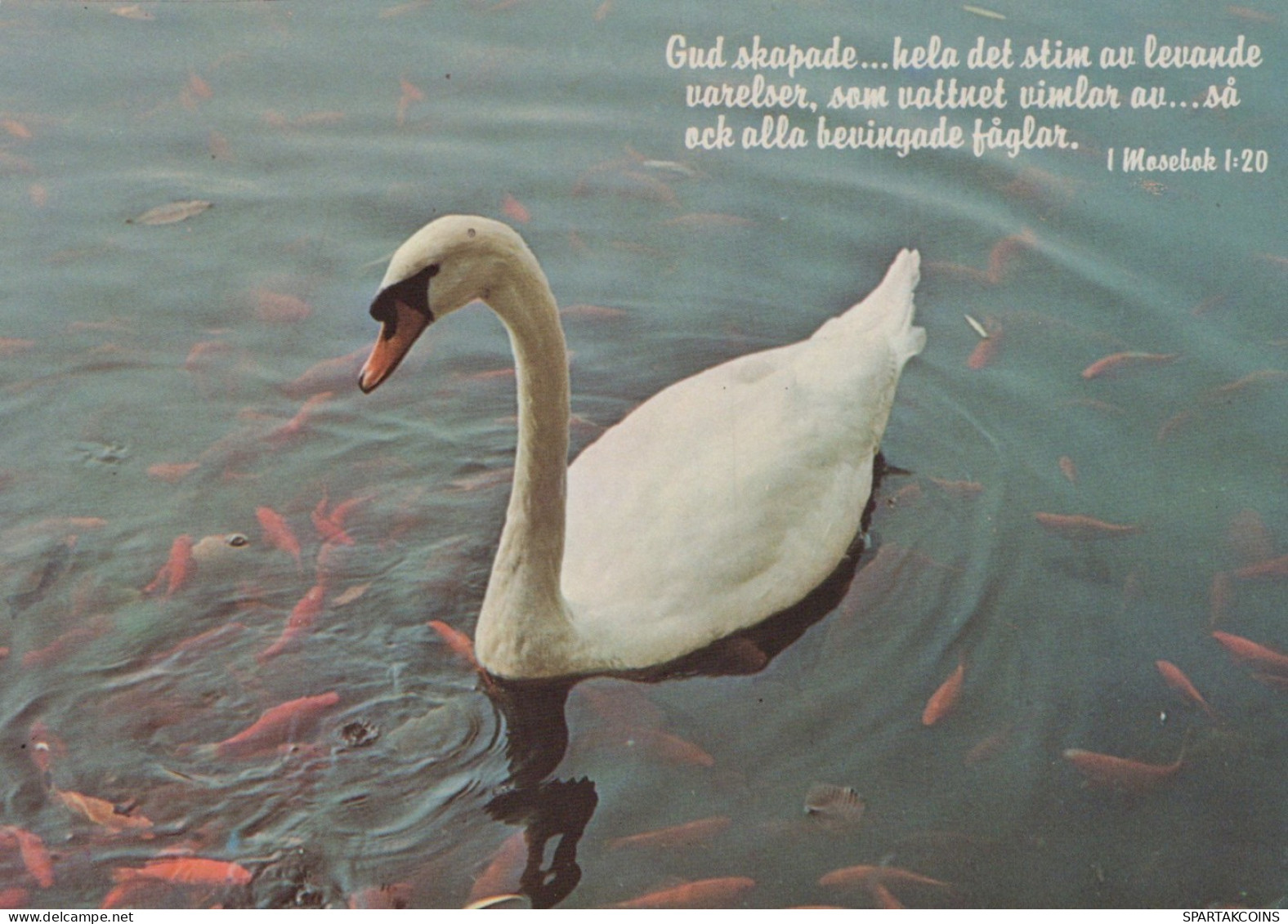 UCCELLO Animale Vintage Cartolina CPSM #PAM703.A - Vögel