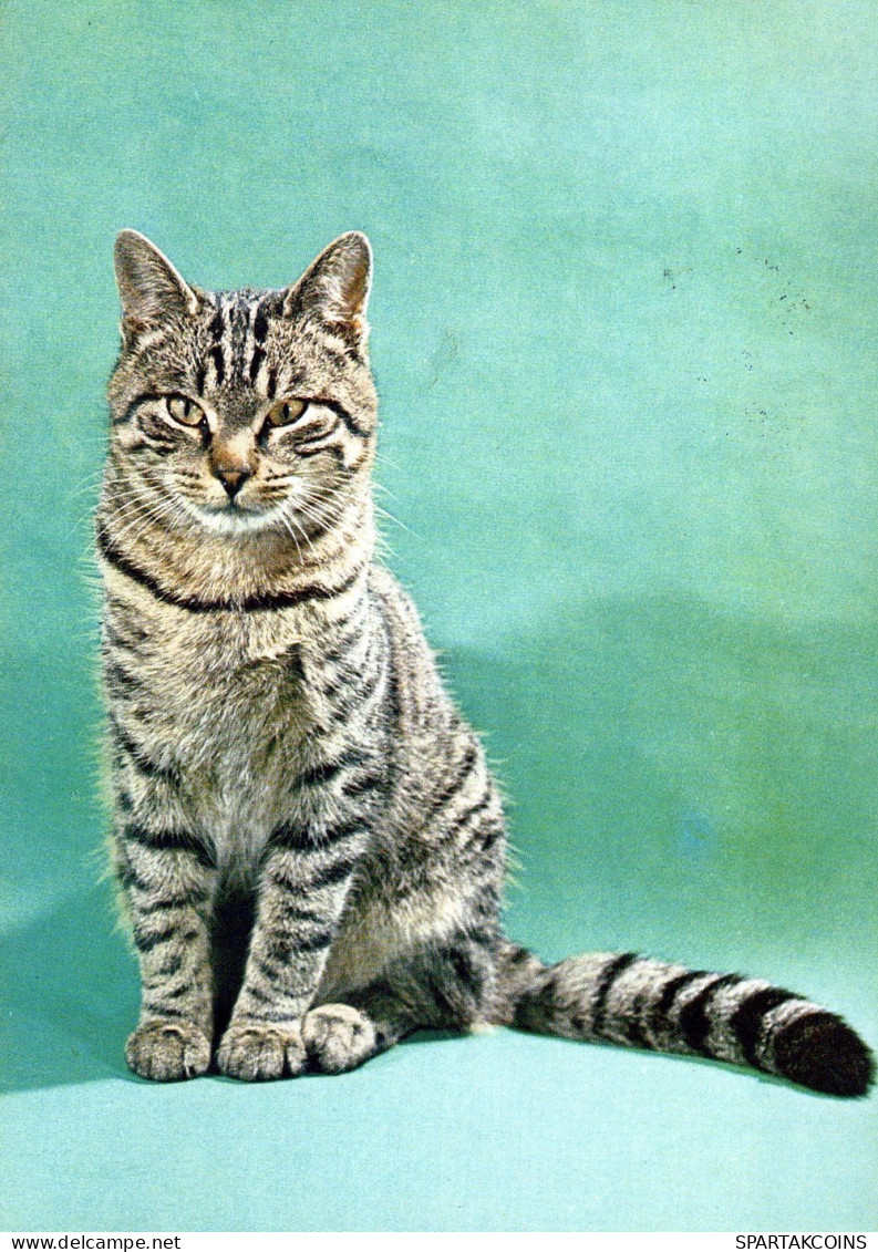KATZE MIEZEKATZE Tier Vintage Ansichtskarte Postkarte CPSM #PAM465.A - Cats