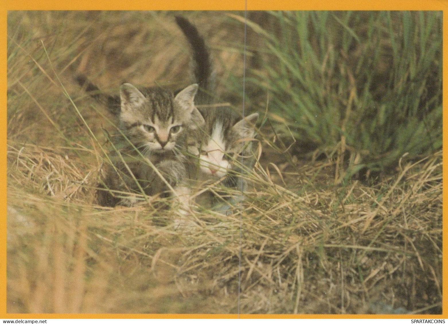 GATO GATITO Animales Vintage Tarjeta Postal CPSM #PAM372.A - Cats