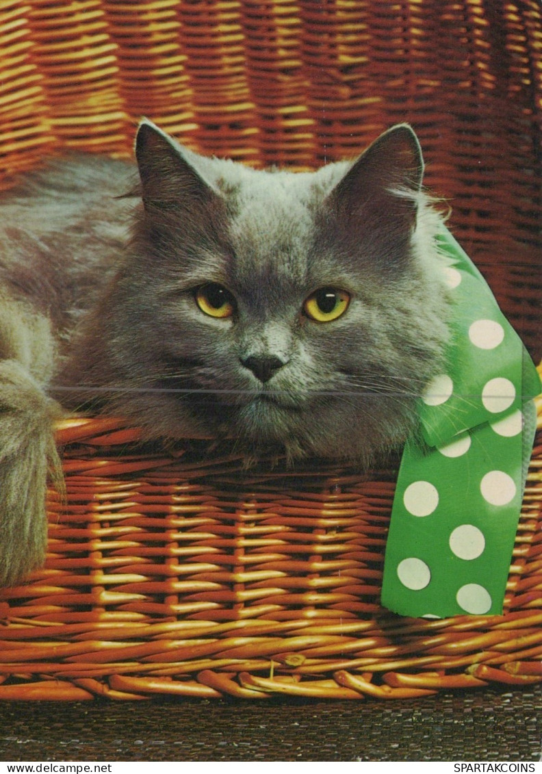 GATO GATITO Animales Vintage Tarjeta Postal CPSM #PAM117.A - Cats