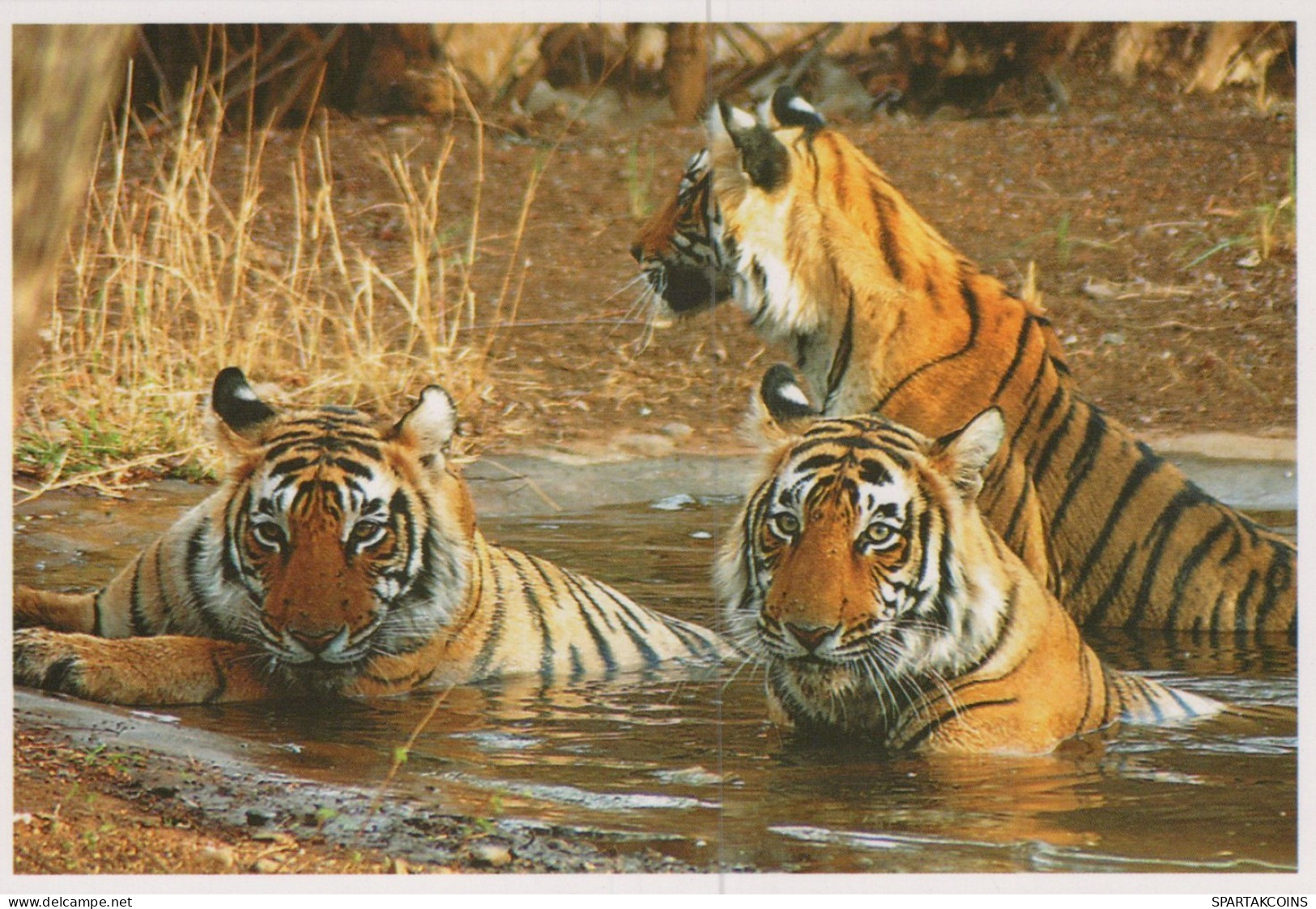 TIGER BIG CAT Animals Vintage Postcard CPSM Unposted #PAM031.A - Tigres