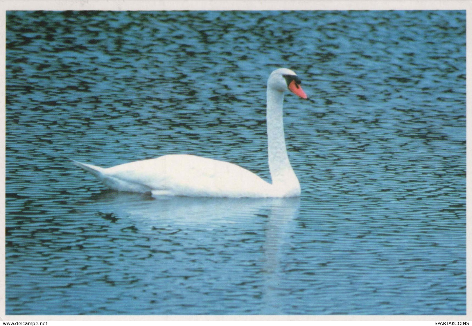 OISEAU Animaux Vintage Carte Postale CPSM #PBR727.A - Vögel