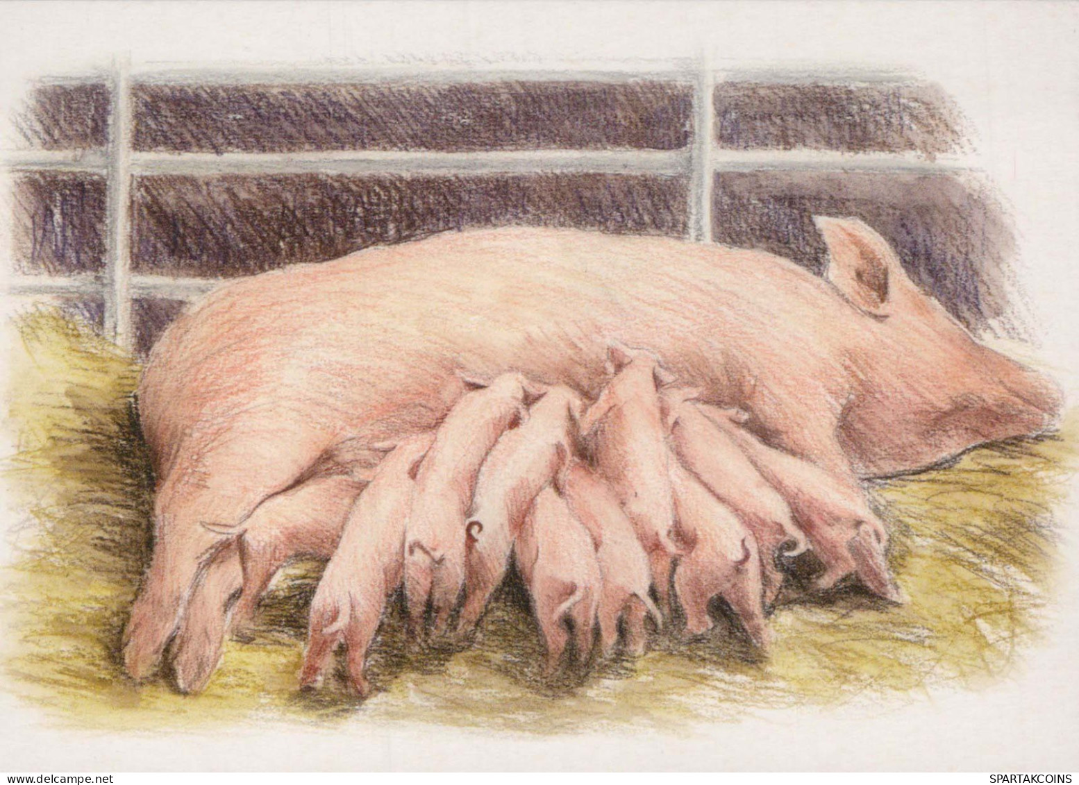 PIGS Animals Vintage Postcard CPSM #PBR759.A - Schweine