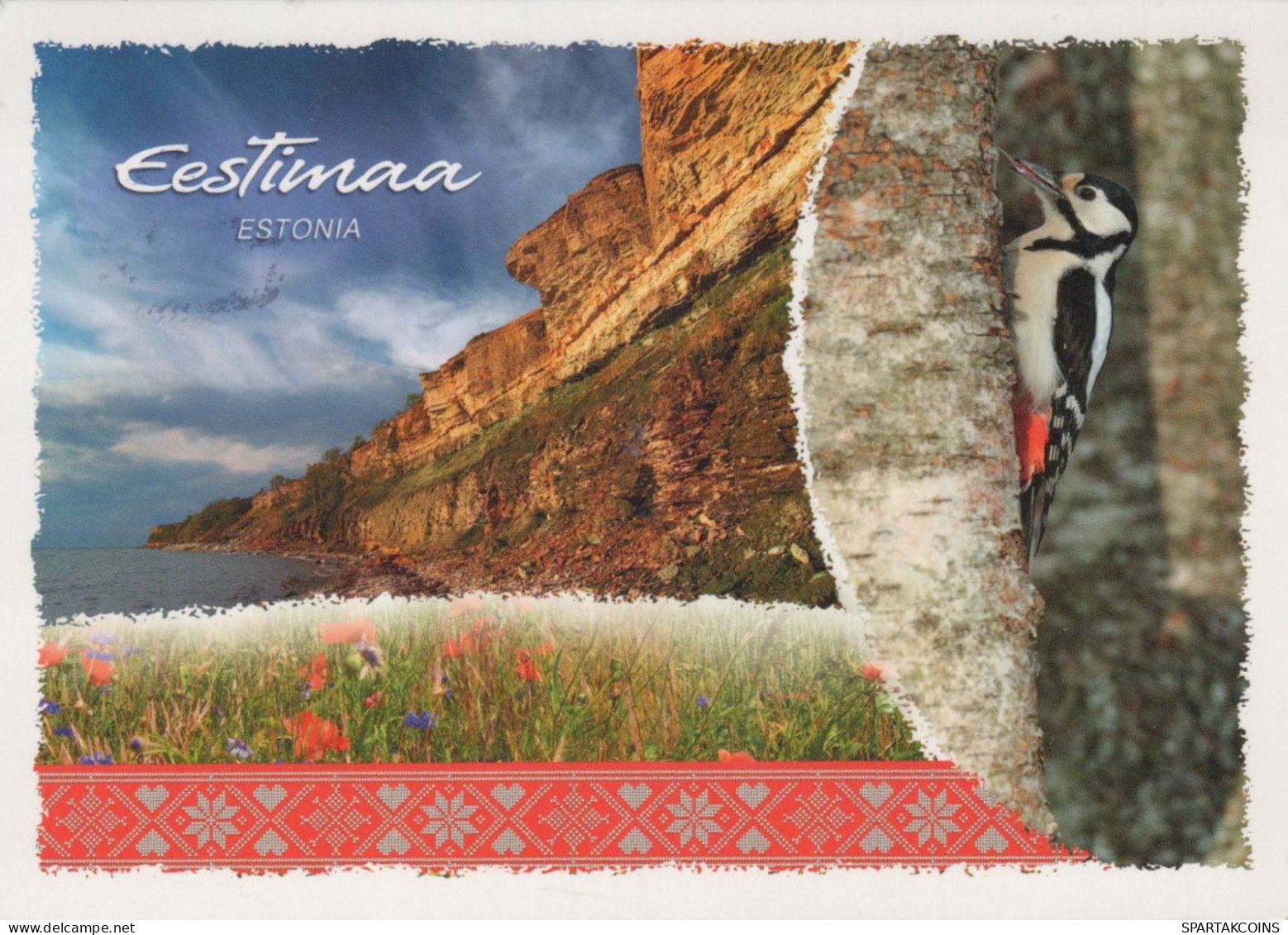 BIRD Animals Vintage Postcard CPSM #PBR554.A - Oiseaux