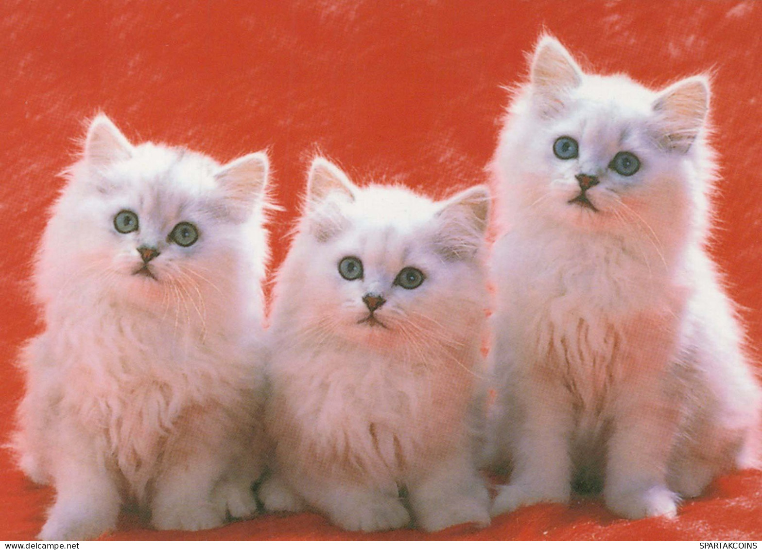 CAT KITTY Animals Vintage Postcard CPSM #PBQ928.A - Chats