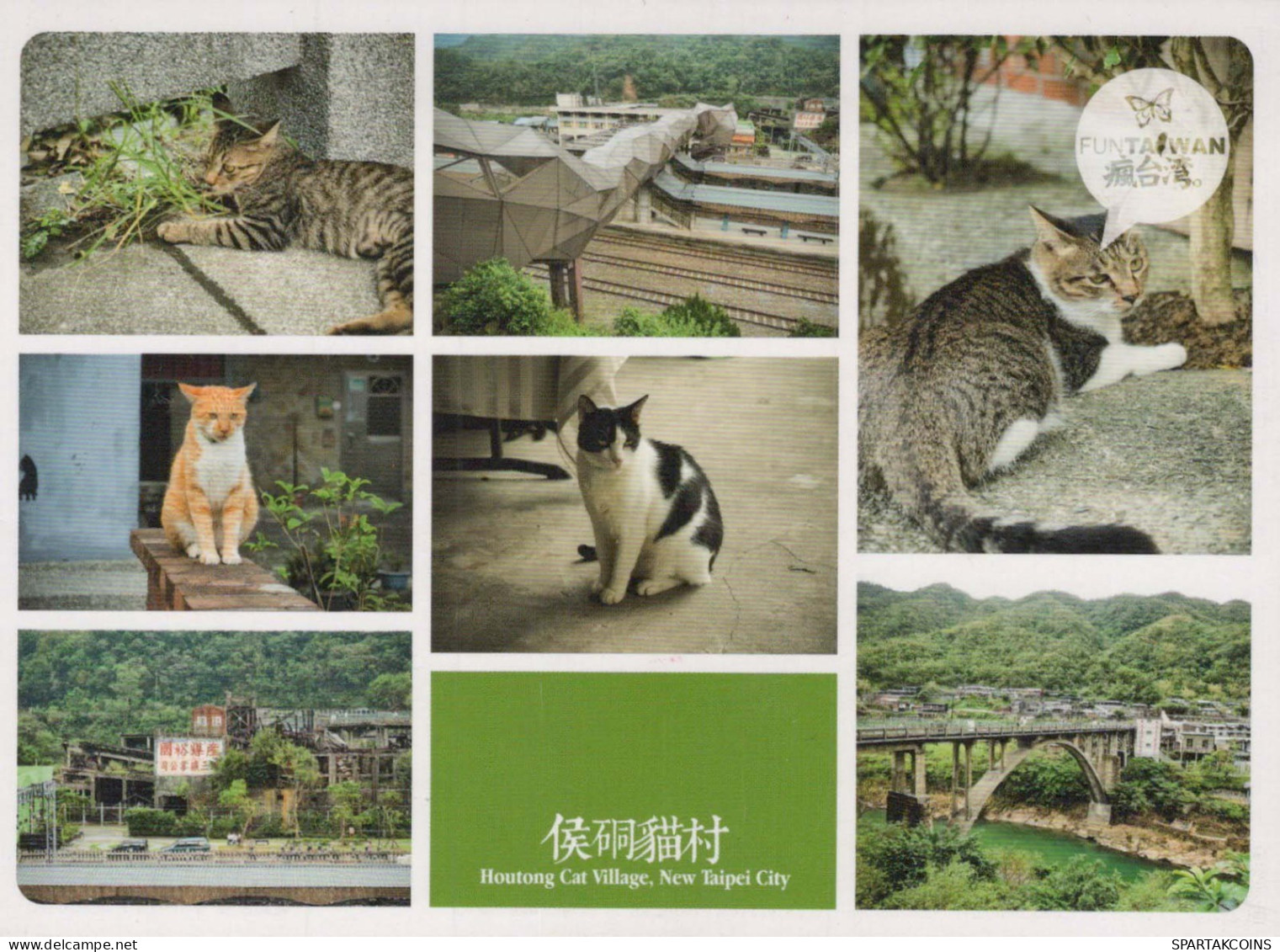 GATTO KITTY Animale Vintage Cartolina CPSM #PBQ750.A - Chats