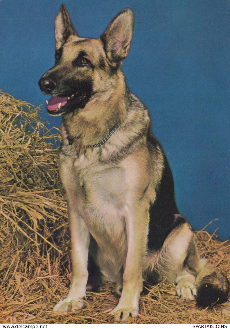 CHIEN Animaux Vintage Carte Postale CPSM #PBQ581.A - Dogs