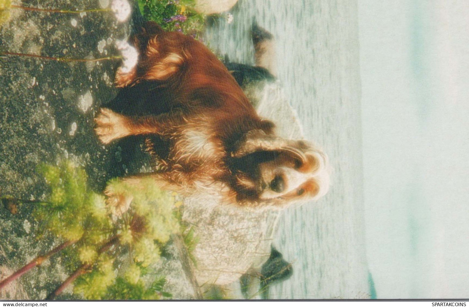 HUND Tier Vintage Ansichtskarte Postkarte CPSM #PBQ467.A - Dogs