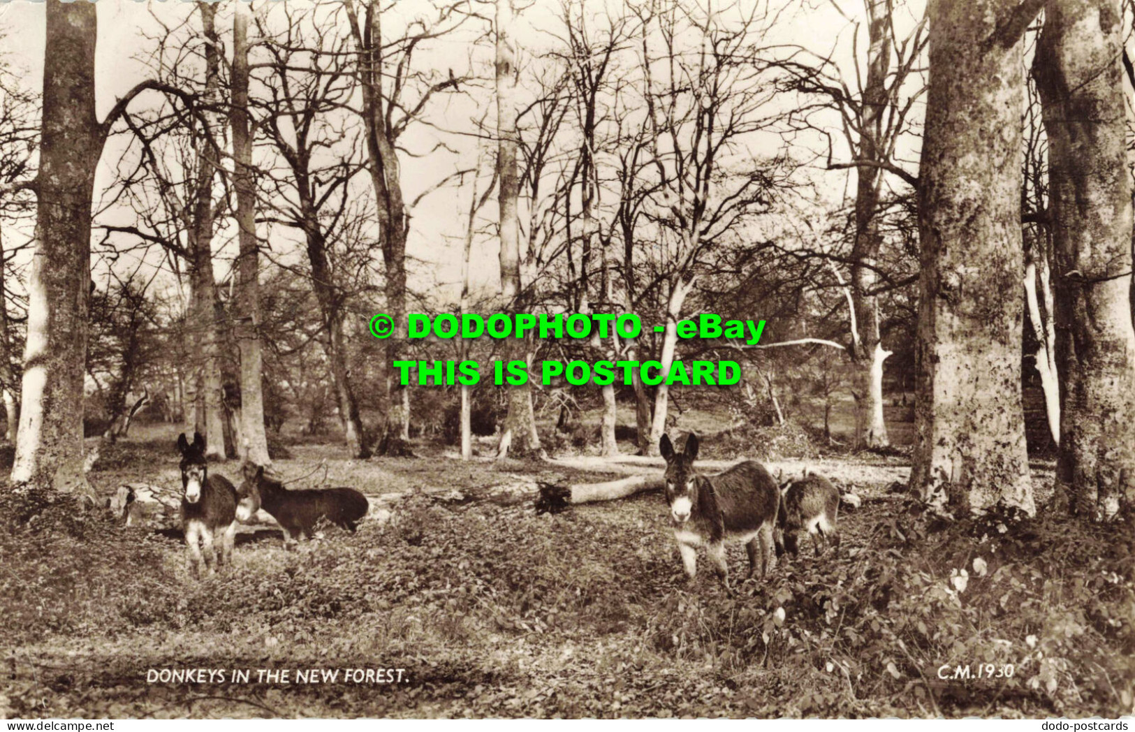 R561259 Donkeys In The New Forest. Thunder And Clayden. Sunray Series. RP. 1961 - Monde