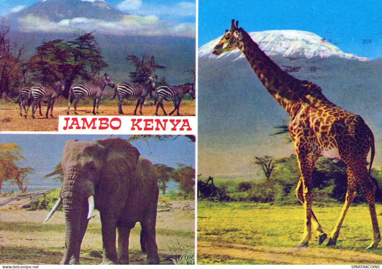 GIRAFFE Tier Vintage Ansichtskarte Postkarte CPSM #PBS949.A - Giraffen