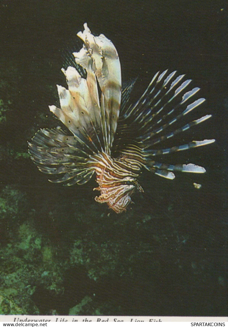 FISCH Tier Vintage Ansichtskarte Postkarte CPSM #PBS874.A - Fish & Shellfish