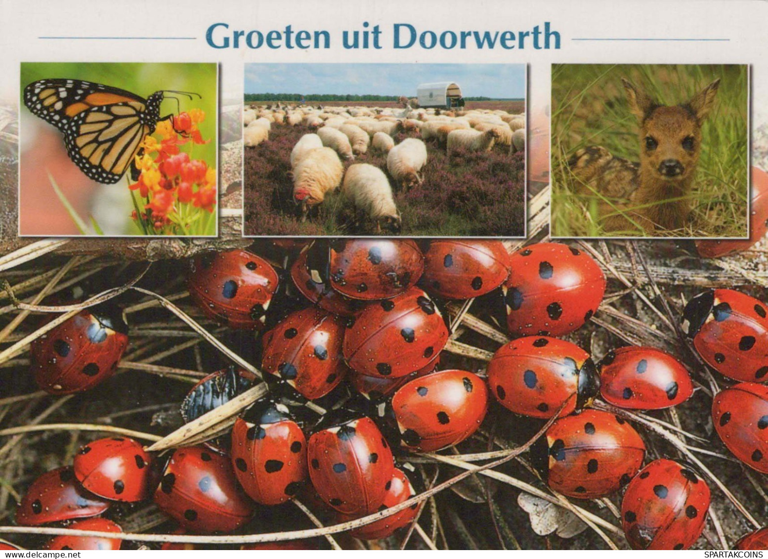 INSEKTEN Tier Vintage Ansichtskarte Postkarte CPSM #PBS494.A - Insecten