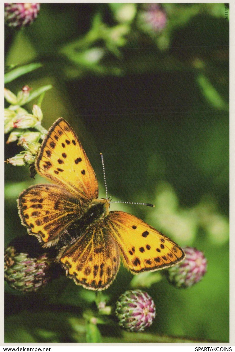 PAPILLONS Animaux Vintage Carte Postale CPSM #PBS453.A - Papillons