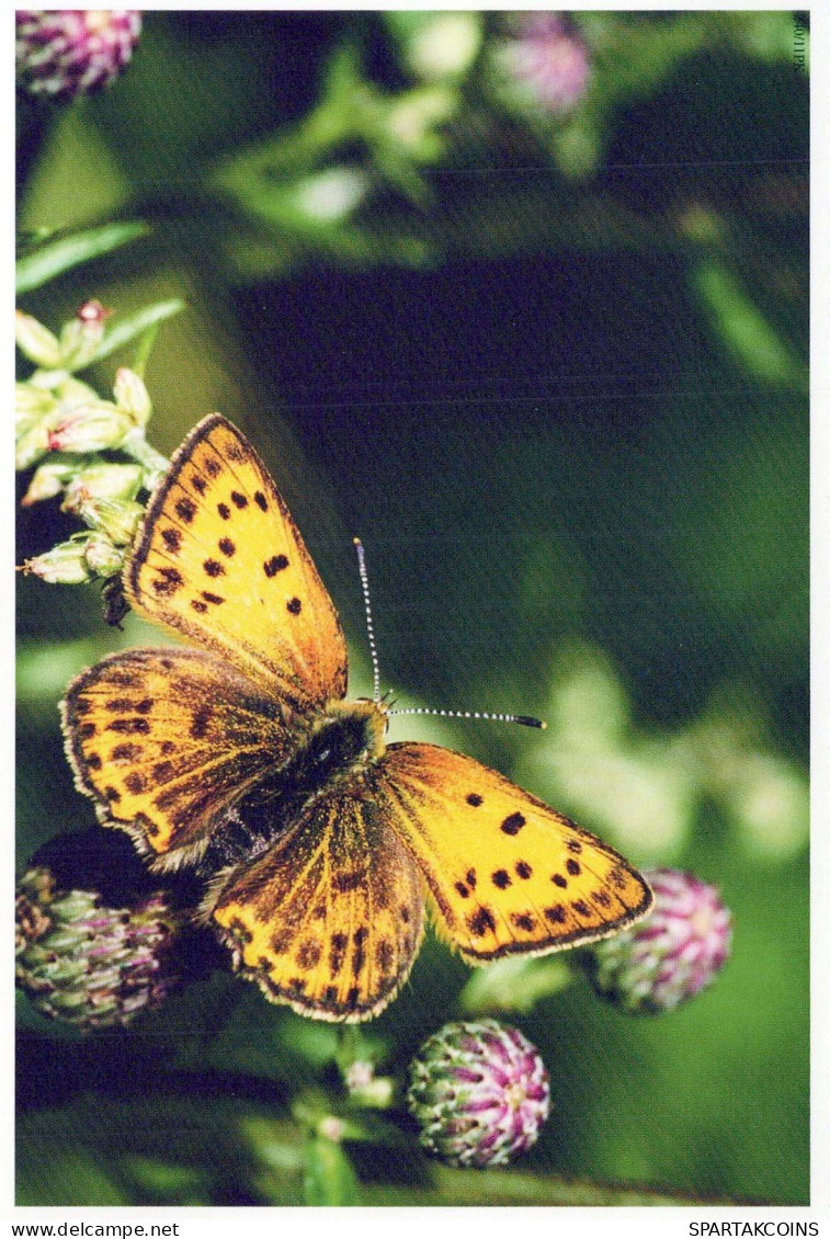 PAPILLONS Animaux Vintage Carte Postale CPSM #PBS453.A - Papillons