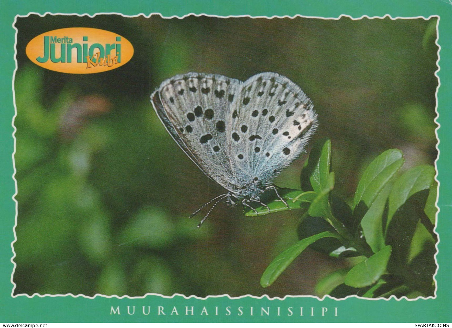 BUTTERFLIES Animals Vintage Postcard CPSM #PBS435.A - Mariposas