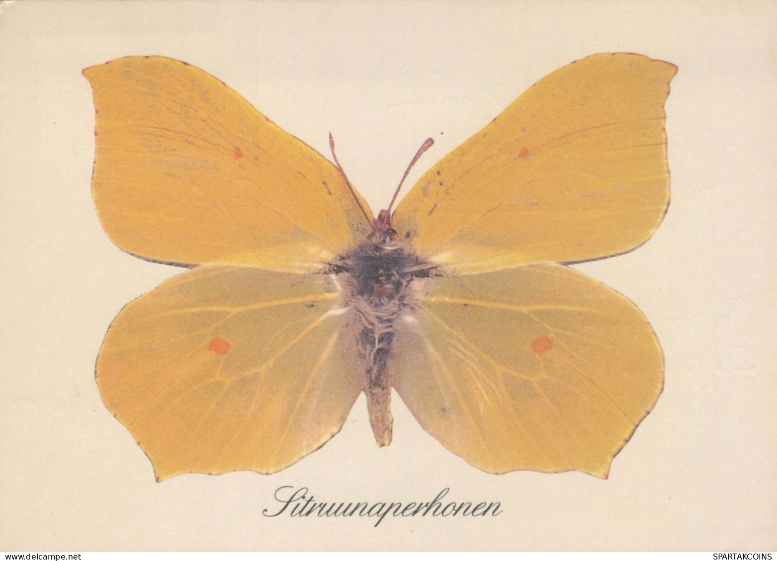 PAPILLONS Animaux Vintage Carte Postale CPSM #PBS438.A - Butterflies