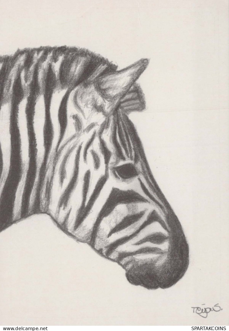 ZEBRA Animale Vintage Cartolina CPSM #PBR916.A - Zebras