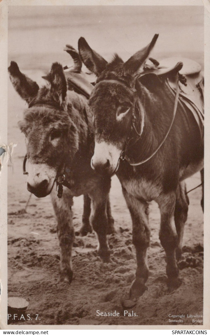 ÂNE Animaux Vintage Antique CPA Carte Postale #PAA287.A - Donkeys
