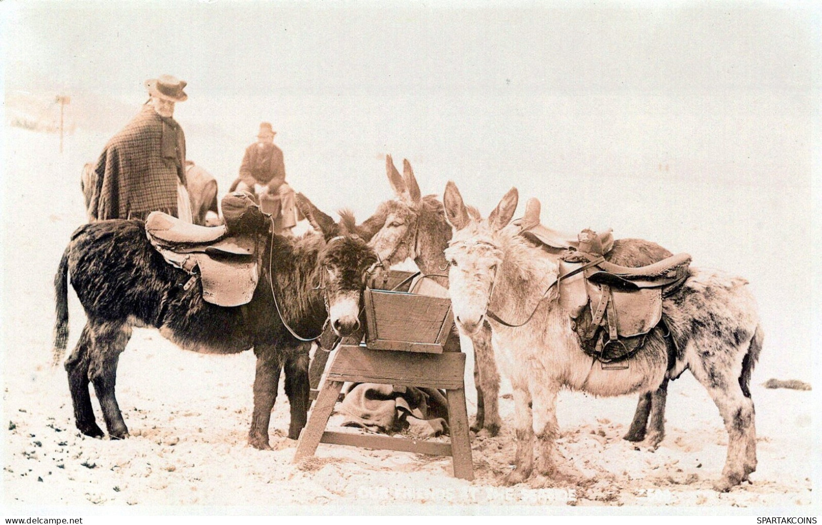 BURRO Animales Vintage Antiguo CPA Tarjeta Postal #PAA228.A - Donkeys
