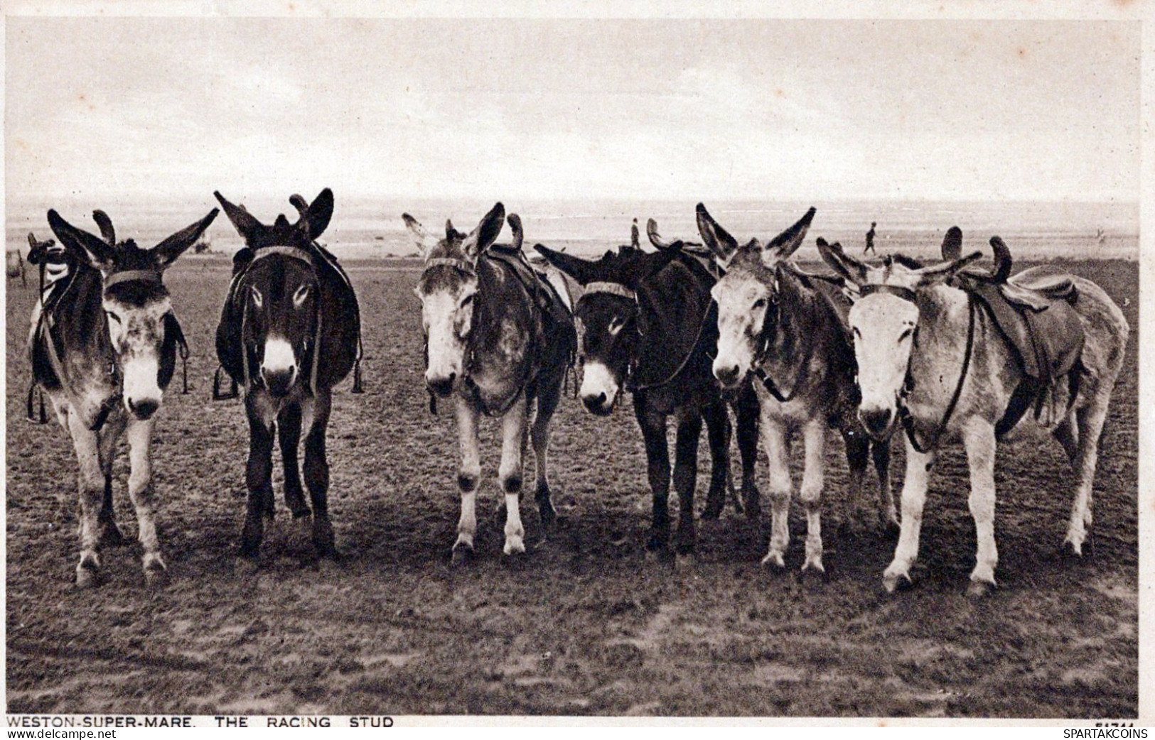 ASINO Animale Vintage CPA Cartolina #PAA065.A - Donkeys