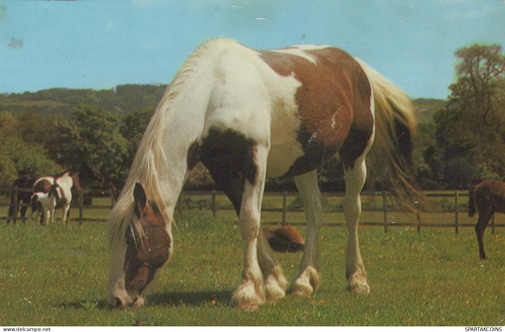 HORSE Animals Vintage Postcard CPA #PKE881.A - Horses