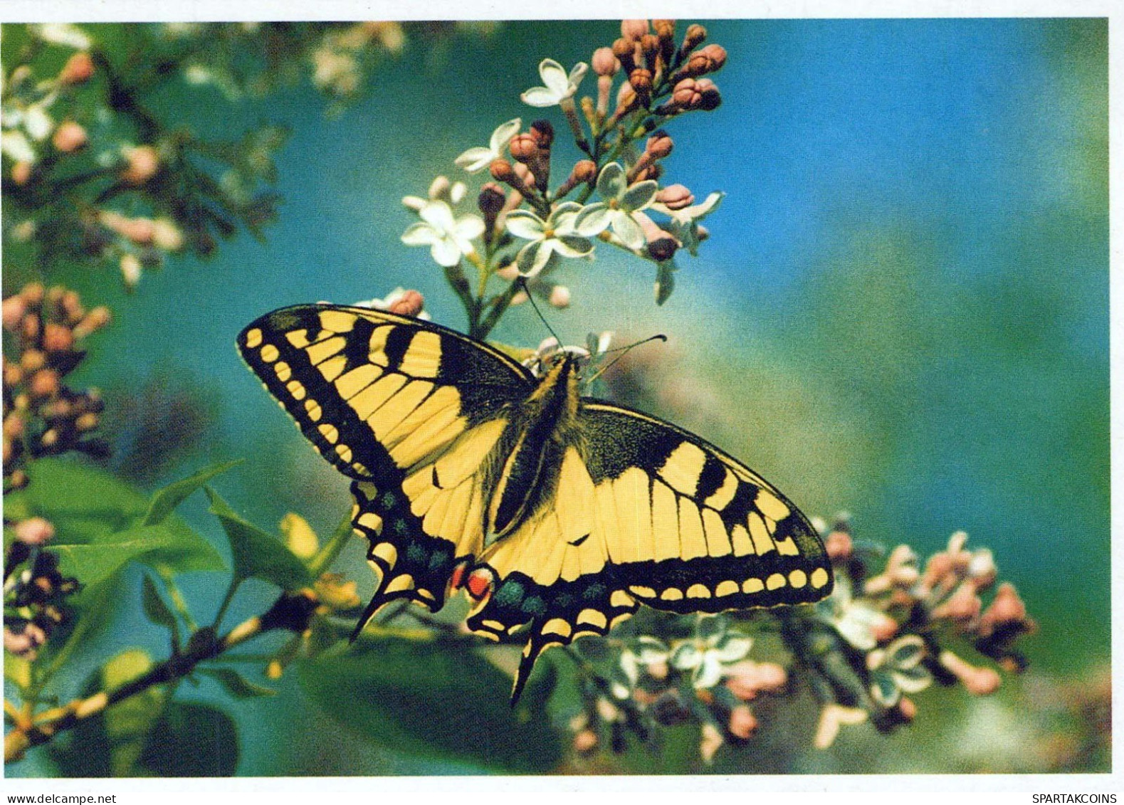 MARIPOSAS Vintage Tarjeta Postal CPSM #PBZ915.A - Butterflies