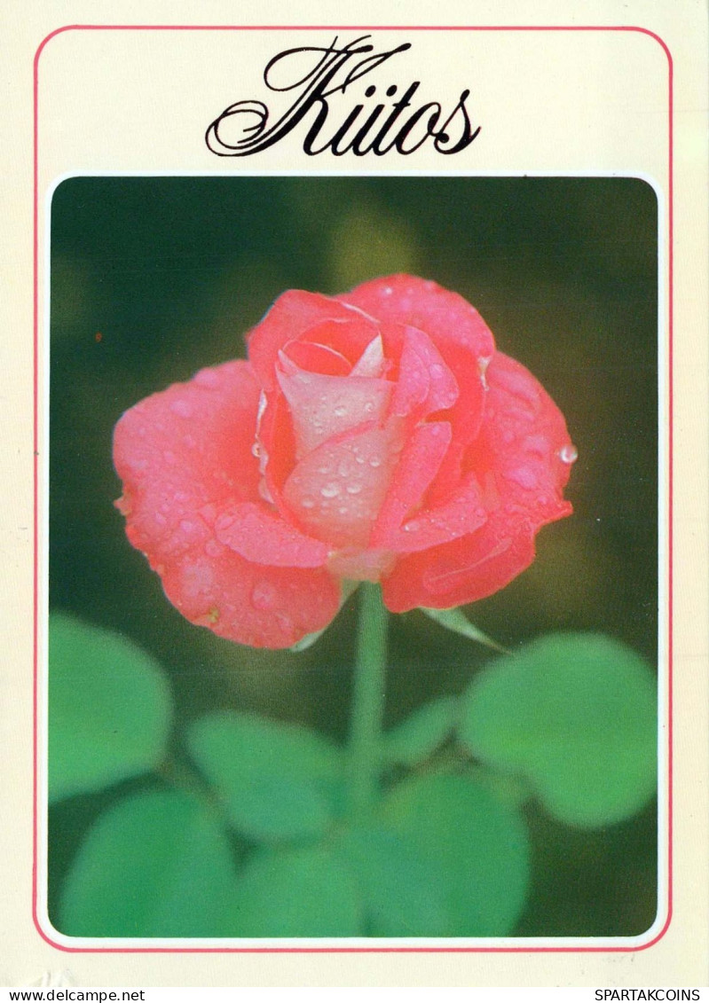 FLOWERS Vintage Postcard CPSM #PAS277.GB - Flores