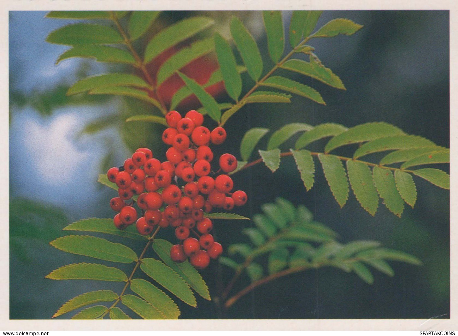 FLOWERS Vintage Postcard CPSM #PAR556.GB - Flores