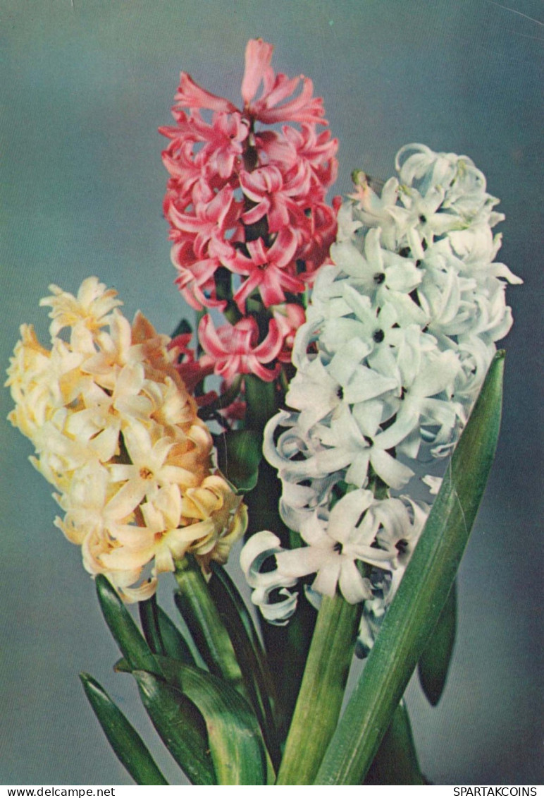 FLOWERS Vintage Postcard CPSM #PAR315.GB - Bloemen