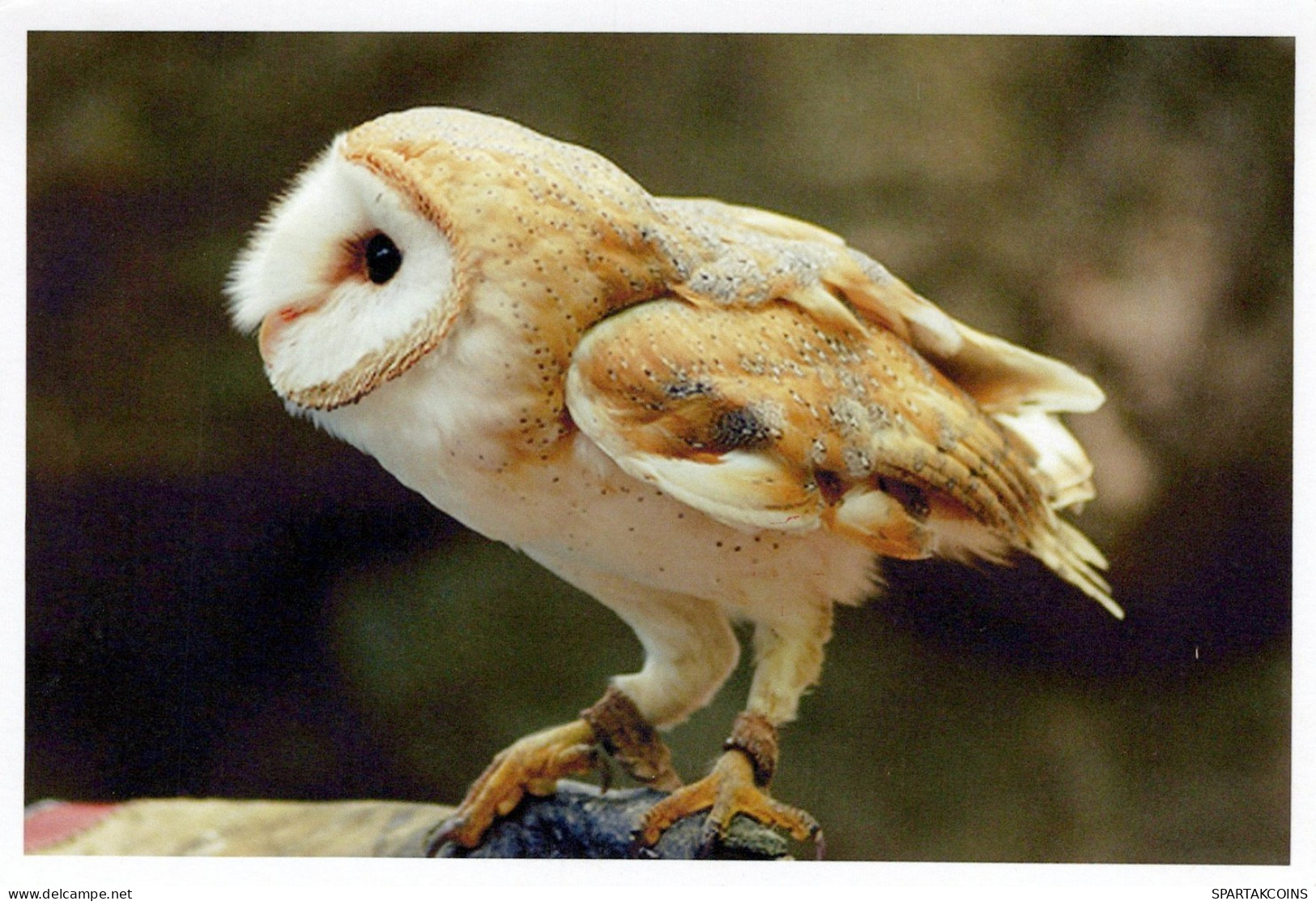 BIRD Animals Vintage Postcard CPSM #PAN361.GB - Oiseaux