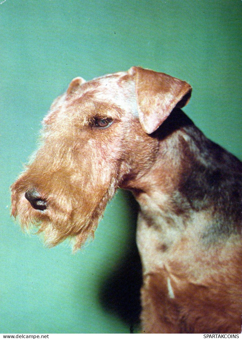 DOG Animals Vintage Postcard CPSM #PAN618.GB - Dogs