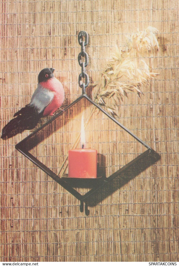 BIRD Animals Vintage Postcard CPSM #PAN055.GB - Oiseaux