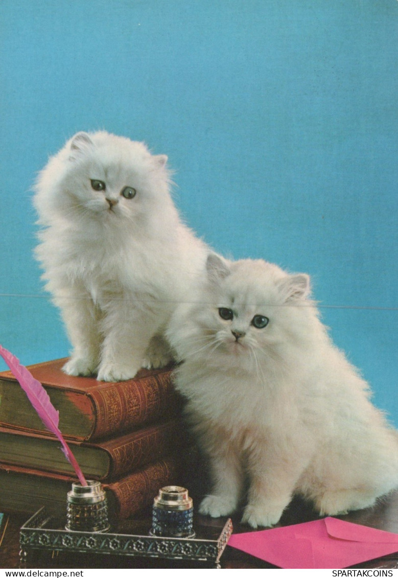 CAT KITTY Animals Vintage Postcard CPSM #PAM299.GB - Chats
