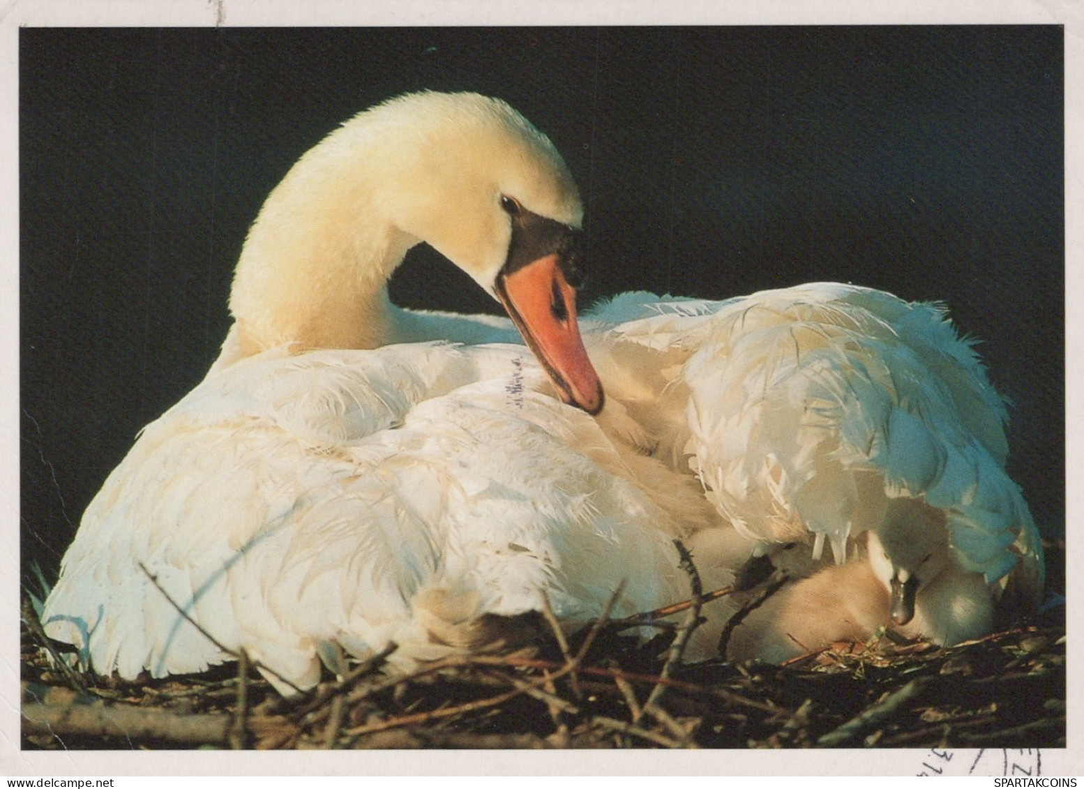 PÁJARO Animales Vintage Tarjeta Postal CPSM #PAN362.ES - Uccelli