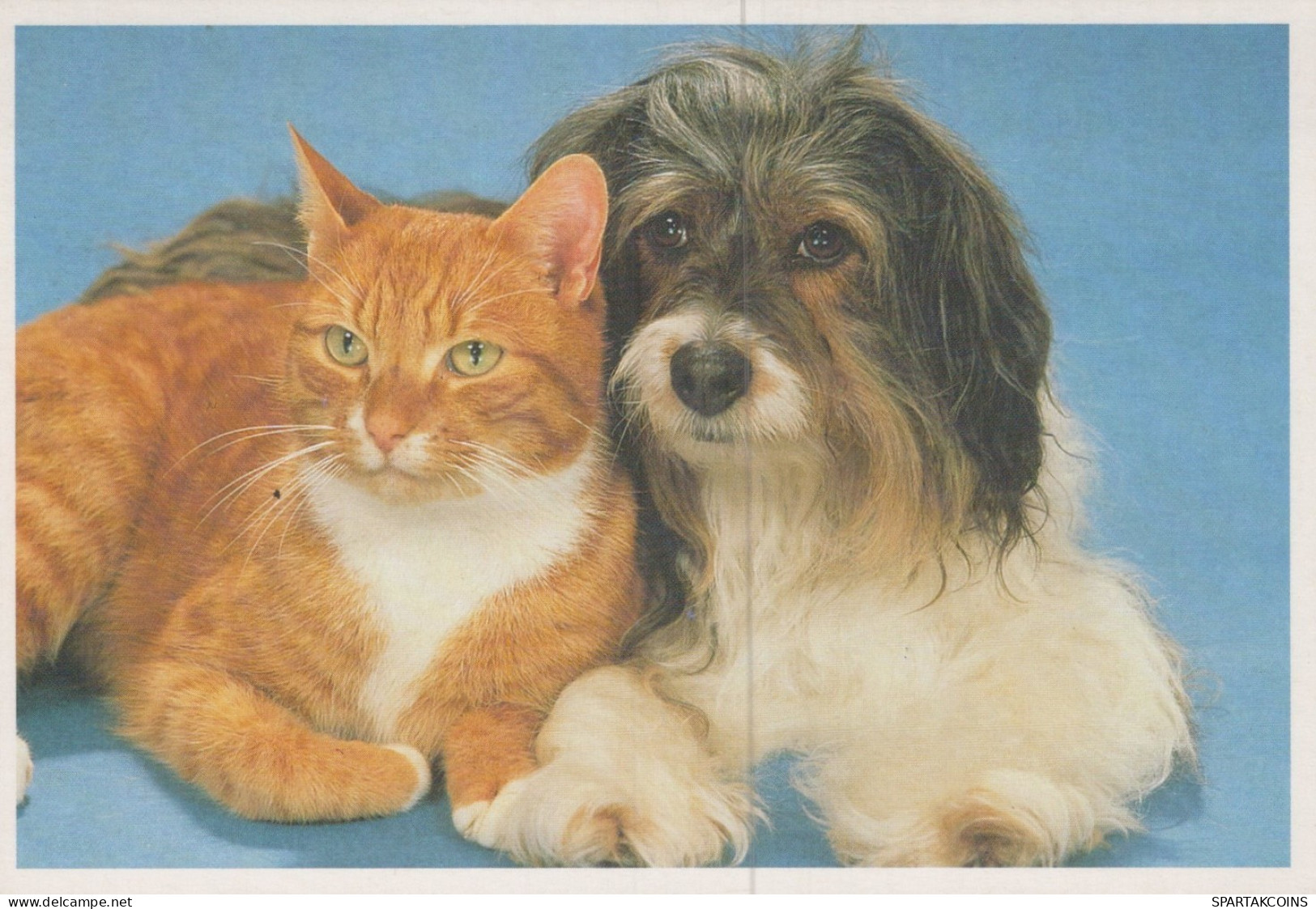 PERRO Y GATO Animales Vintage Tarjeta Postal CPSM #PAM054.ES - Dogs