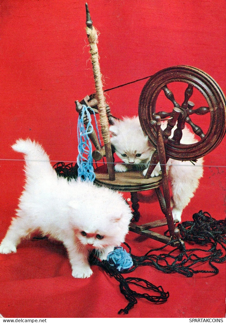 GATO GATITO Animales Vintage Tarjeta Postal CPSM #PAM300.ES - Cats