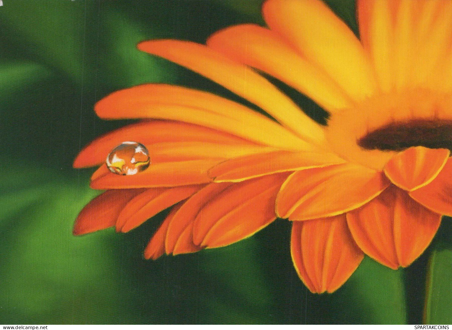 FLOWERS Vintage Postcard CPSM #PBZ928.GB - Flores