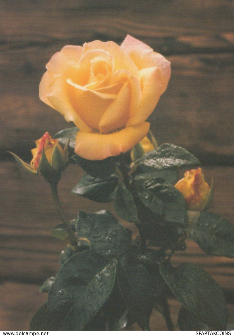 FLOWERS Vintage Postcard CPSM #PBZ564.GB - Flores