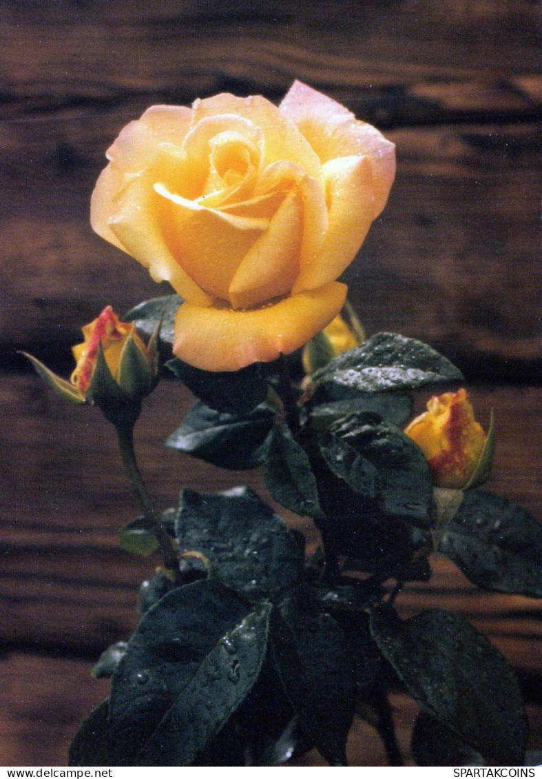FLOWERS Vintage Postcard CPSM #PBZ564.GB - Flores