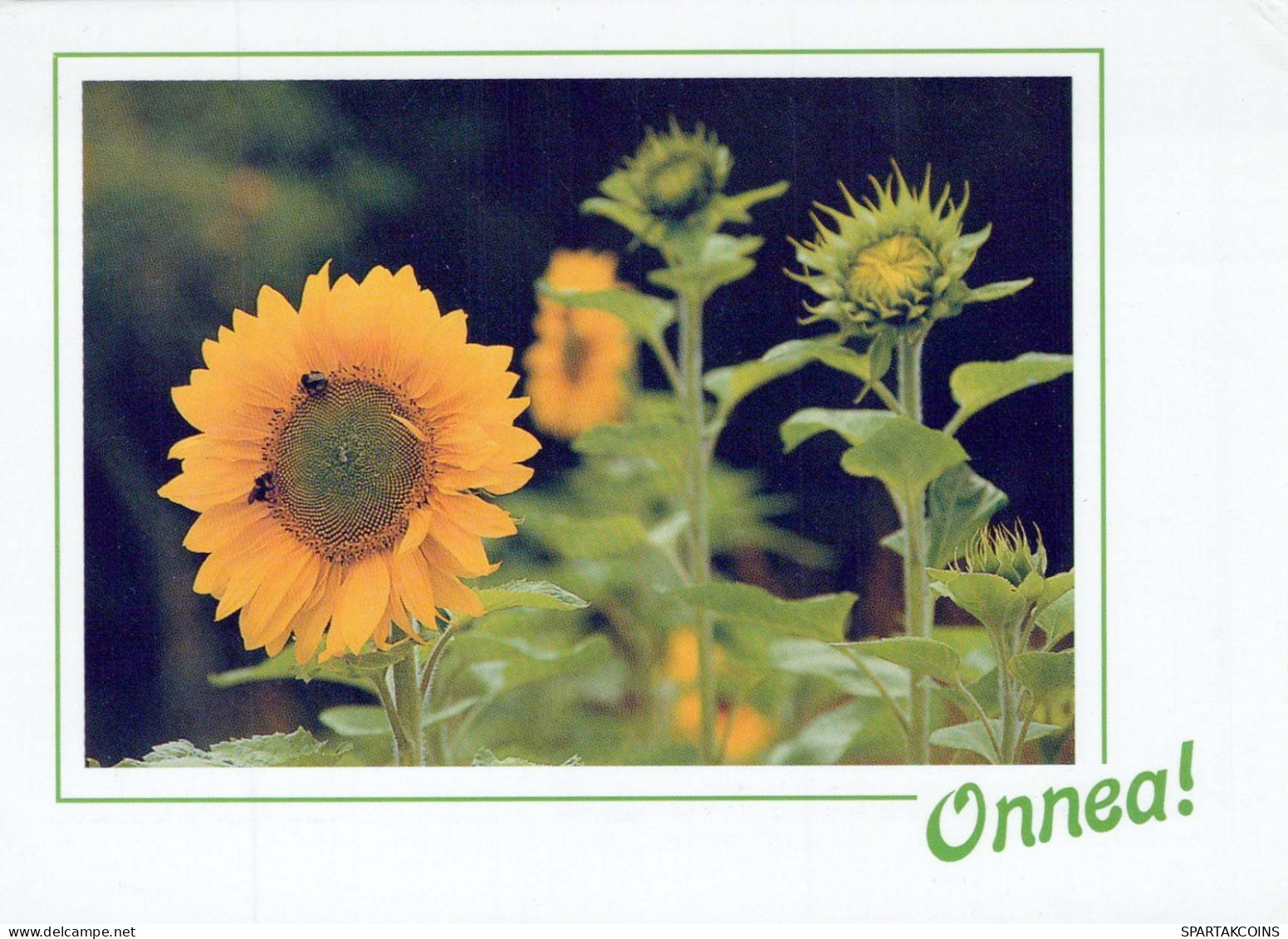 FLOWERS Vintage Postcard CPSM #PBZ384.GB - Flores