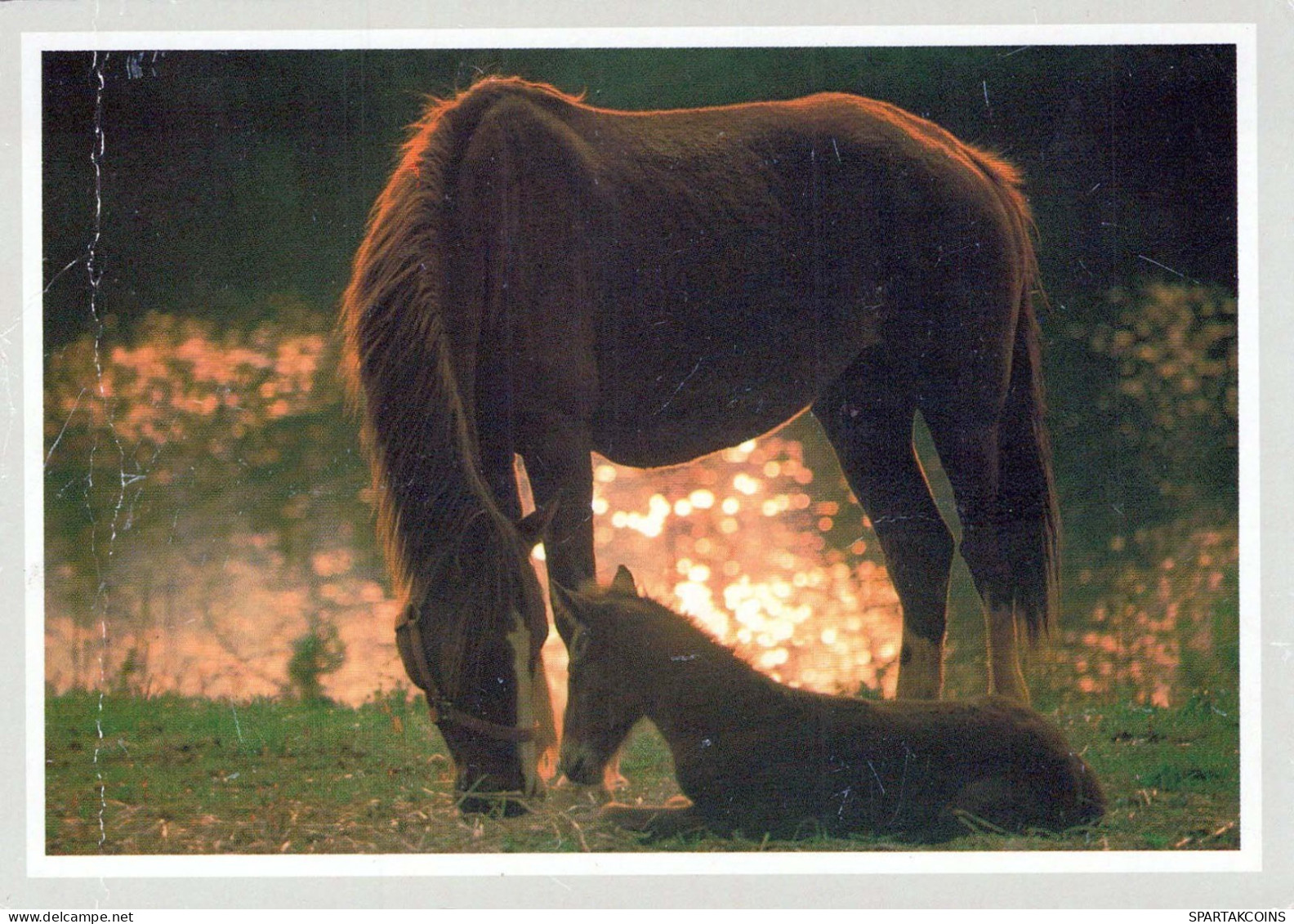 HORSE Animals Vintage Postcard CPSM #PBR878.GB - Horses